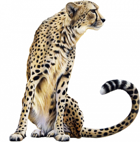 Sitting Cheetah PNG Image HD Download