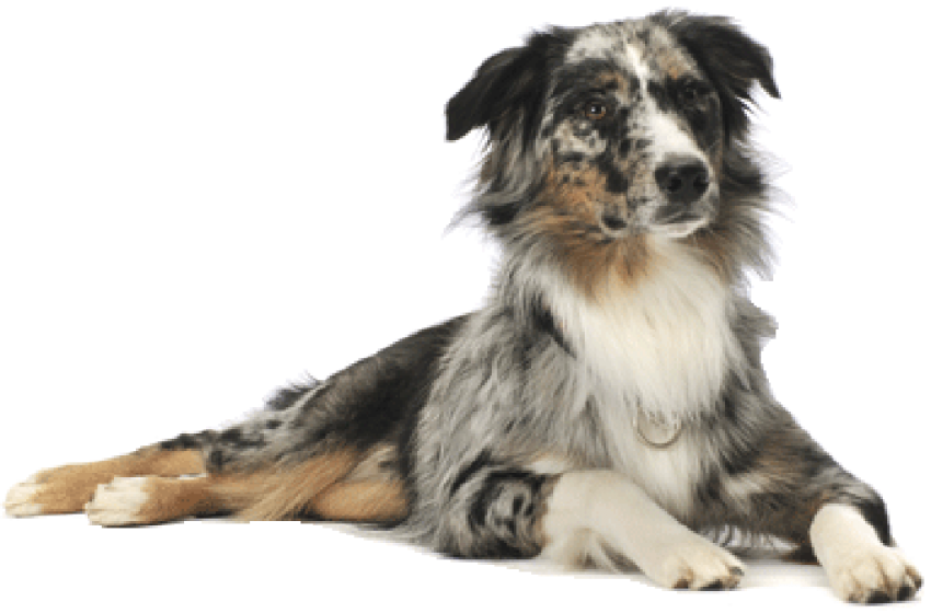 Sitting Dog Black With White Color PNG Images