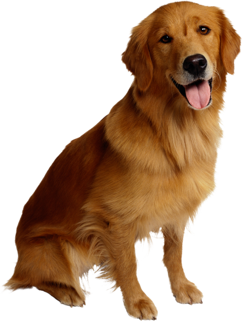 Sitting Dog PNG Hd For Picsart Editing