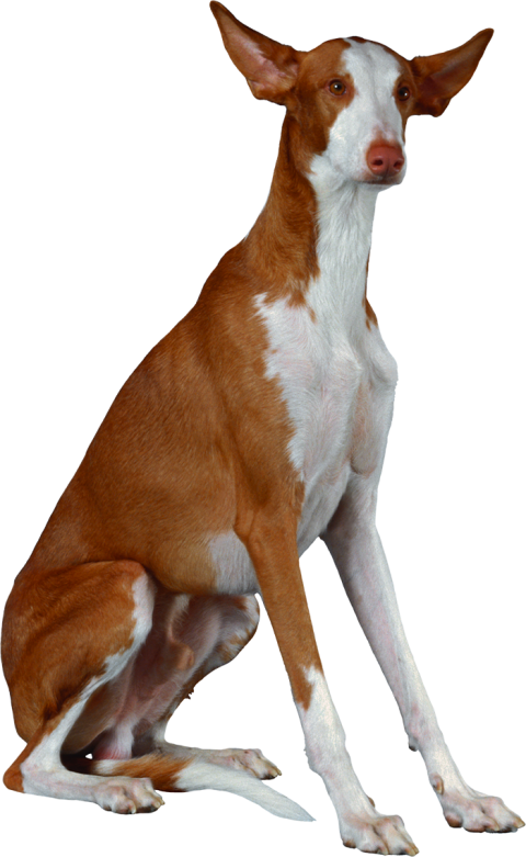 Sitting Dog PNG Images Free Download