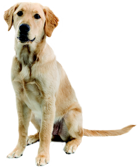 Sitting Dog Transparent PNG Images Hd