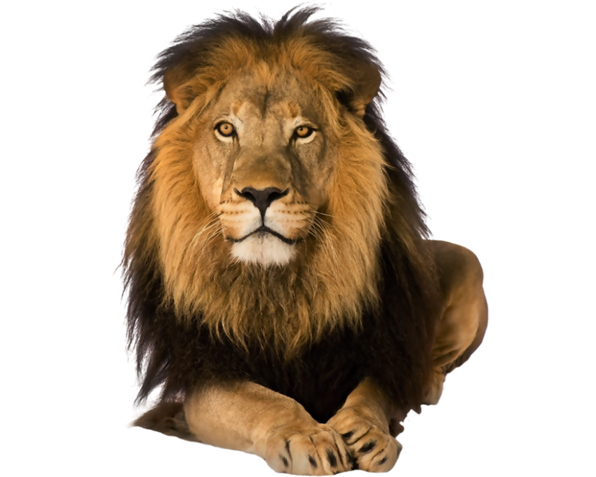 Sitting Lion Transparent Png Images