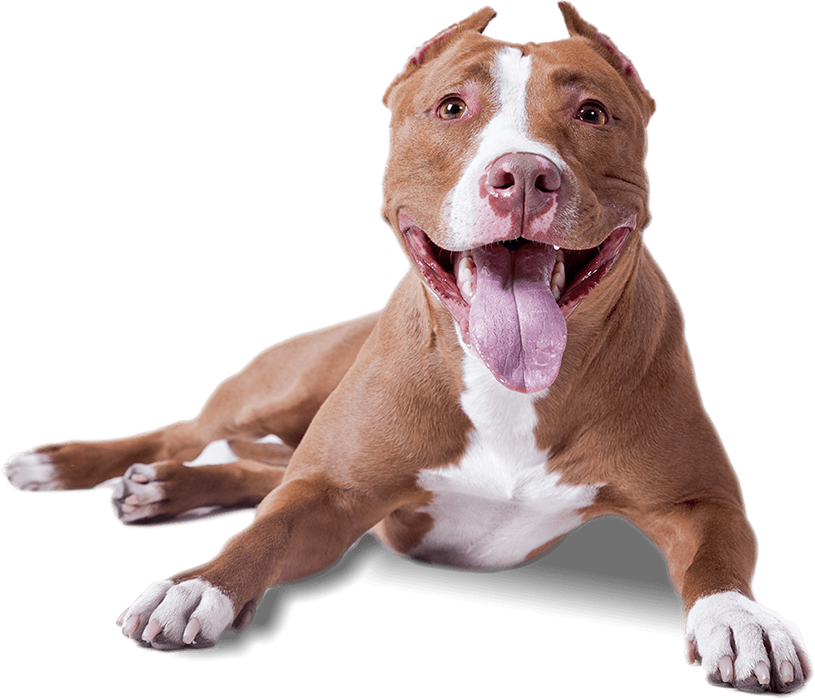 Sitting Pitbull Dog PNG Download Images