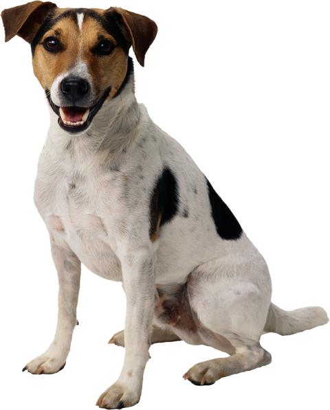 Sitting Real Dog PNG Images For Picsart