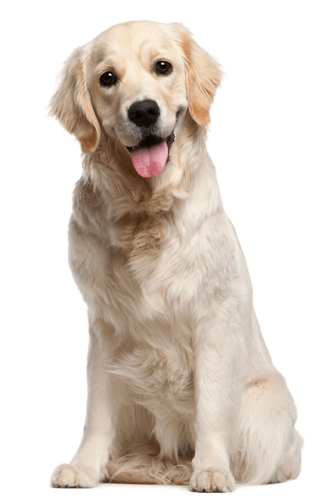 Sitting Real Dog PNG Images For Picsart