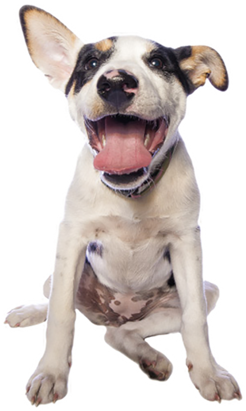 Sitting White Puppy Dog PNG Images HD