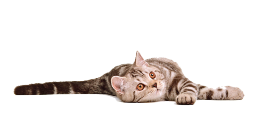 Sleeping Cat Png Download HD