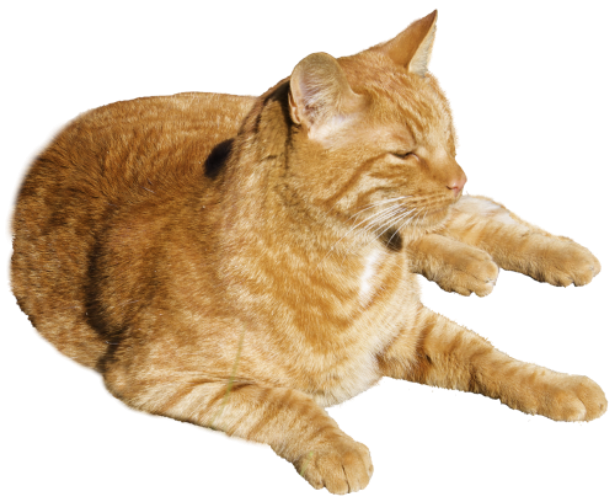 Sleeping Cat Png Images Full HD