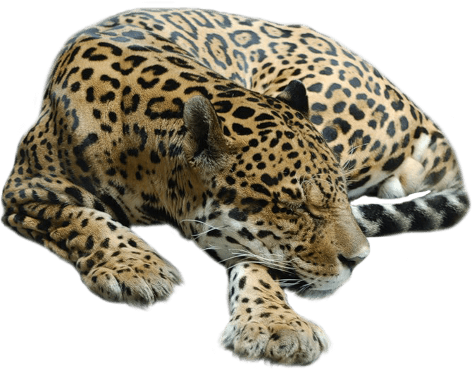 Sleeping Cheetah Transparent PNG Download