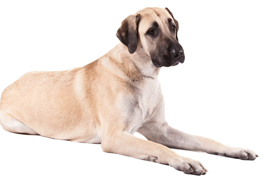 Sleeping Dog Transparent PNG Images Hd