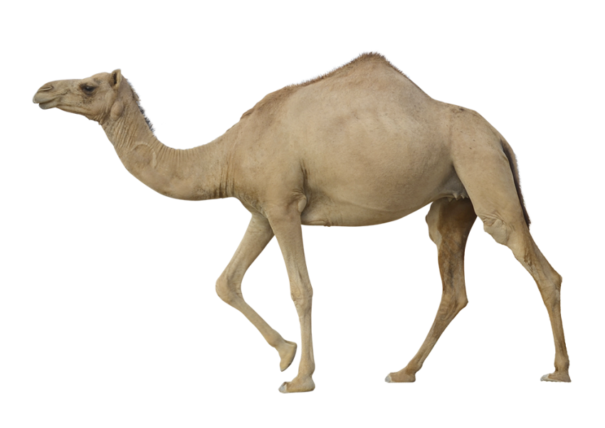 Small Camel PNG Images Download