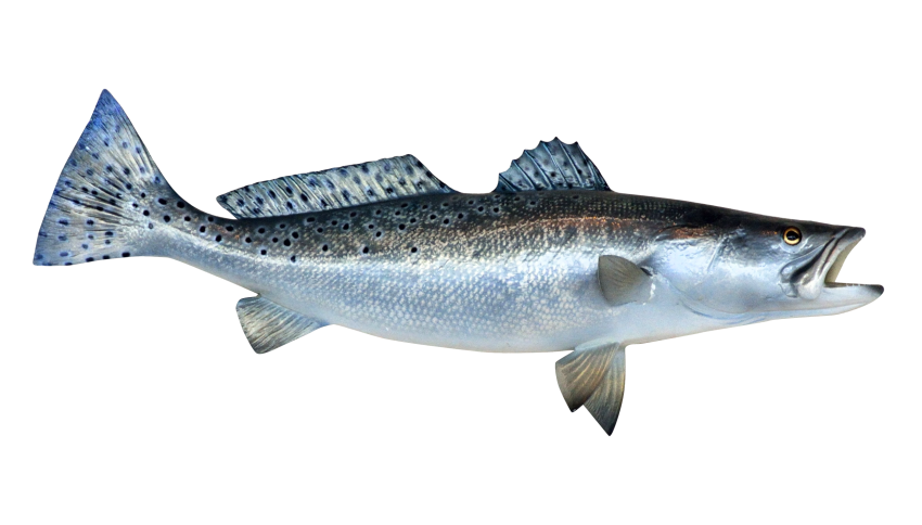 Small Fish Background PNG Image