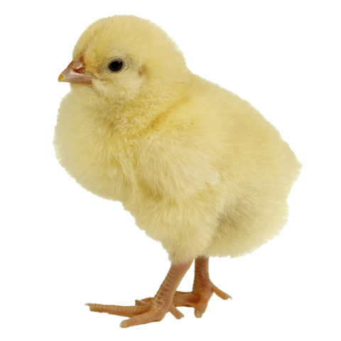 Small Hen PNG Full Hd download