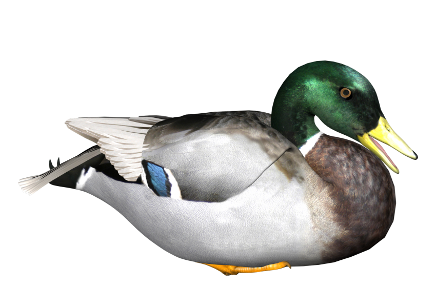 Small Mallard Duck Transparent PNG