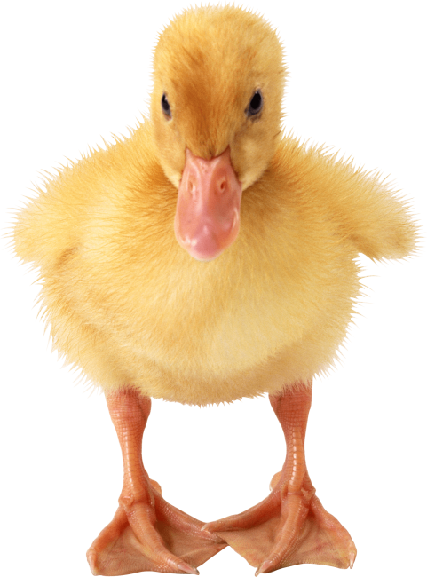 Small Yellow Duck Transparent PNG