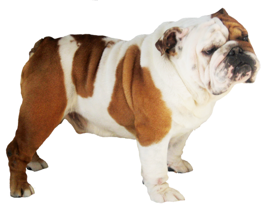 Stand Boxer Dog HD PNG Images New