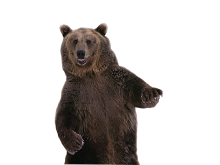 Standing Bear PNG Images Download