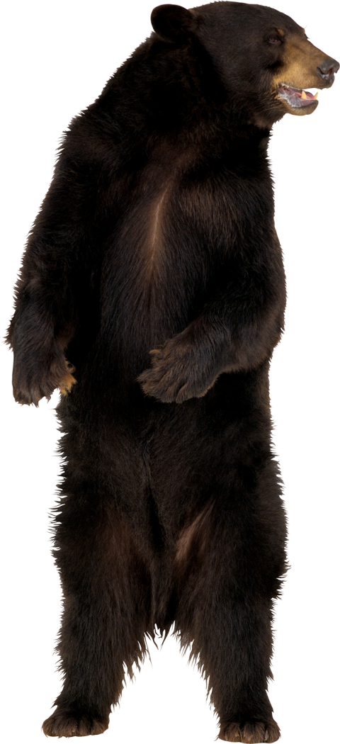 Standing Bear PNG Images Download