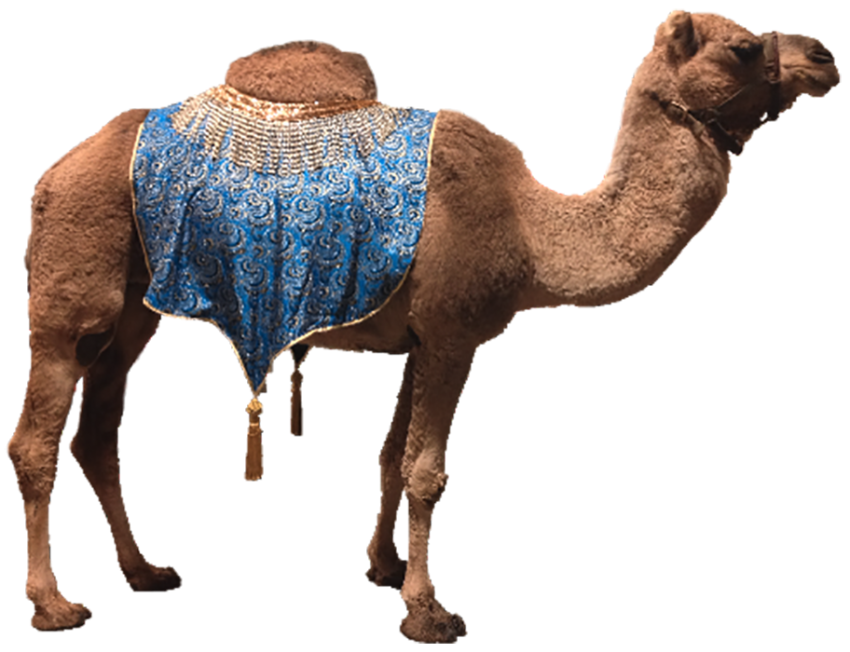 Standing Camel PNG Images Download