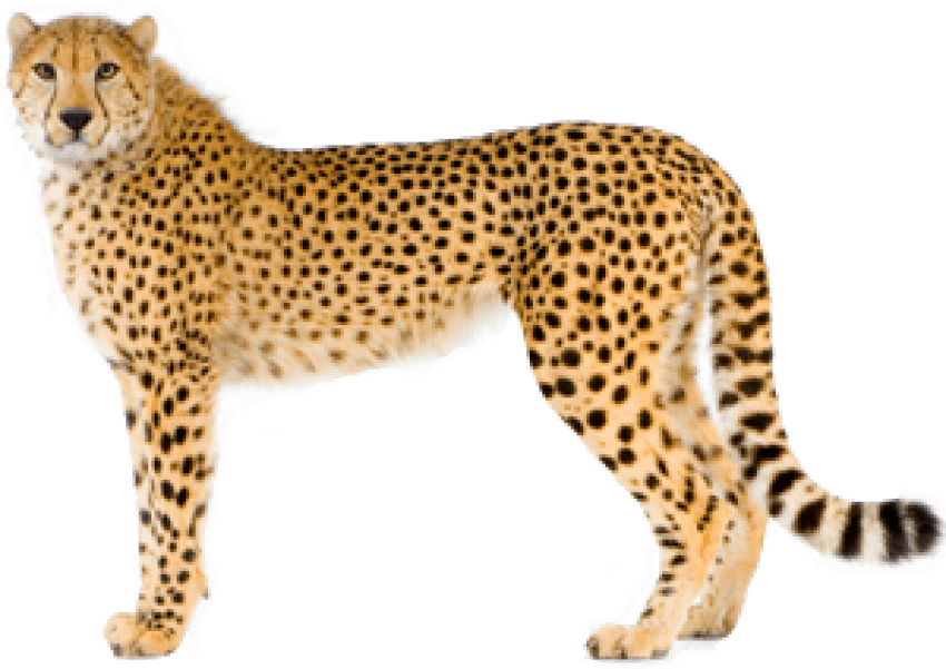 Standing Cheetah PNG HD Download