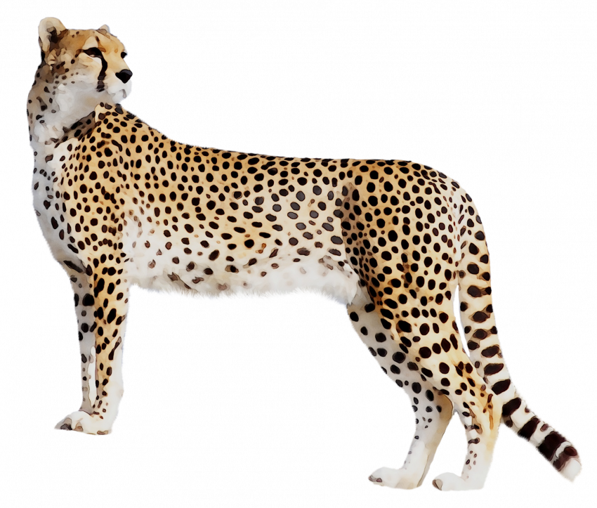 Standing Cheetah PNG Image HD Download Free