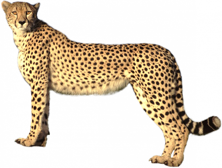 Standing Cheetah Transparent HD Download