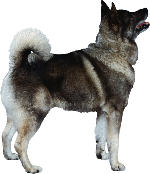 Standing Dog Back Side PNG Images Hd