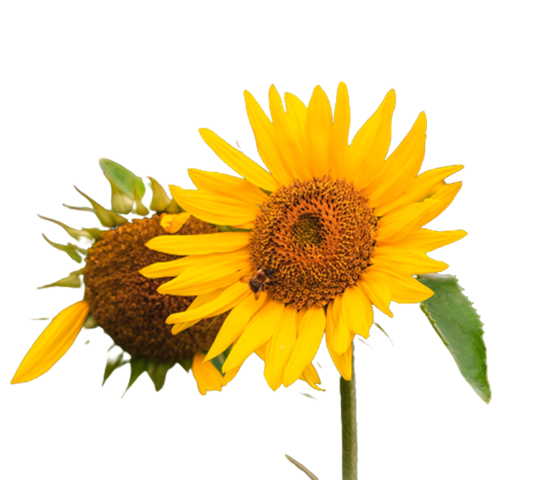 Sunflower PNG Flowers Transparent
