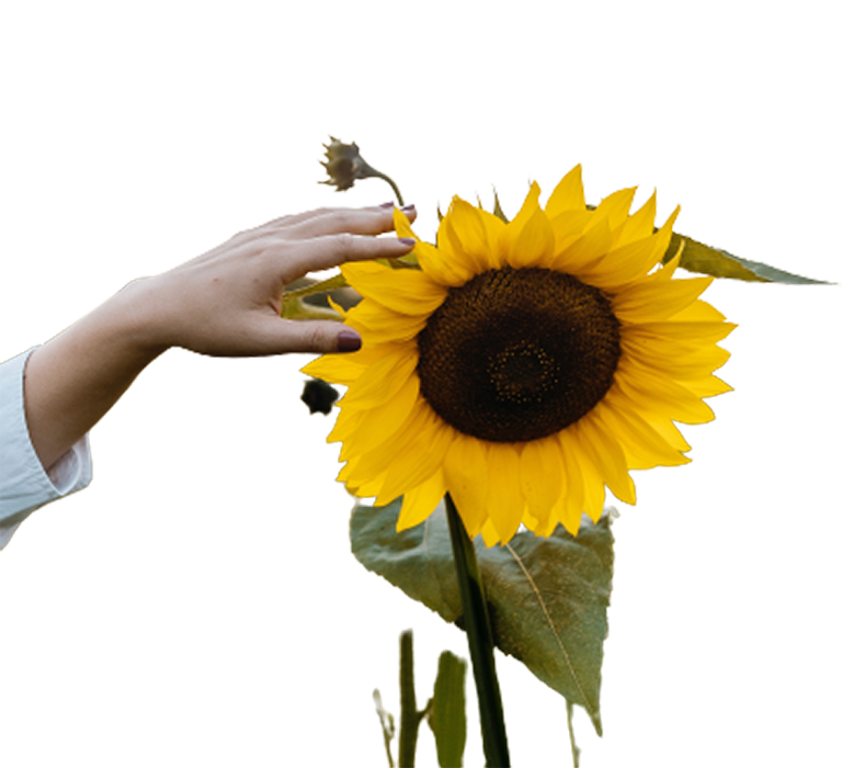 Sunflower PNG Images With Hand