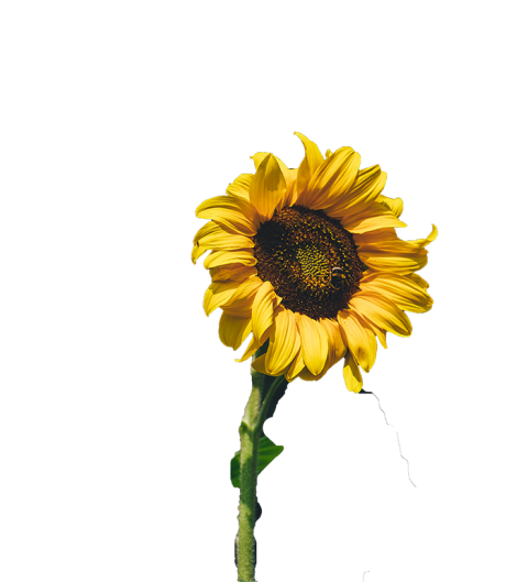 Sunflower Transparent PNG Images