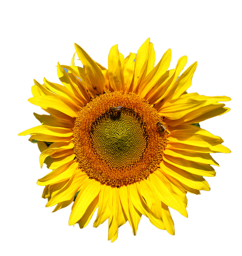 Sunflower Transparent PNG Images Download