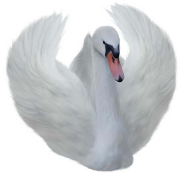 Swan PNG HD Pics For photo Editing
