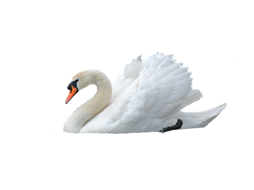 Swan PNG HD Picture for Editing