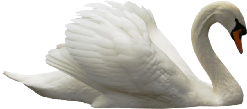 Swan PNG Image for Photo Editing Hd