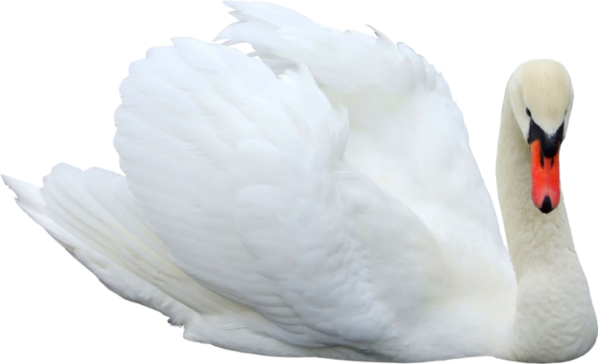 Swan PNG Image Full HD Transparent