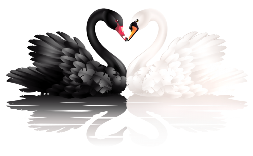 Swan PNG Transparent Image for Editing