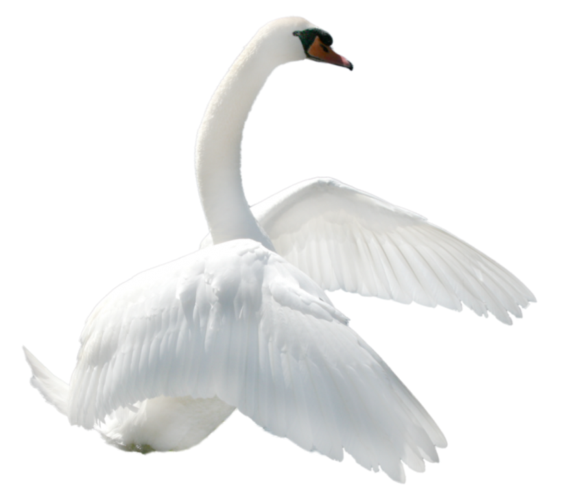 Swan PNG Transparent Image Full HD