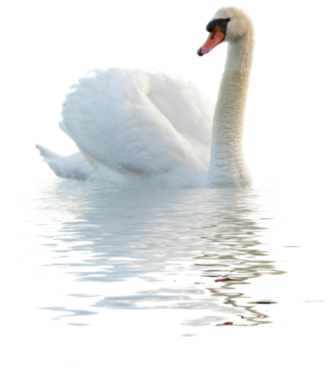 Swimming Swan in Water PNG Full HD