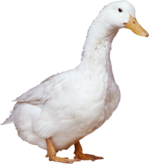 Swimming White Duck Transparent PNG