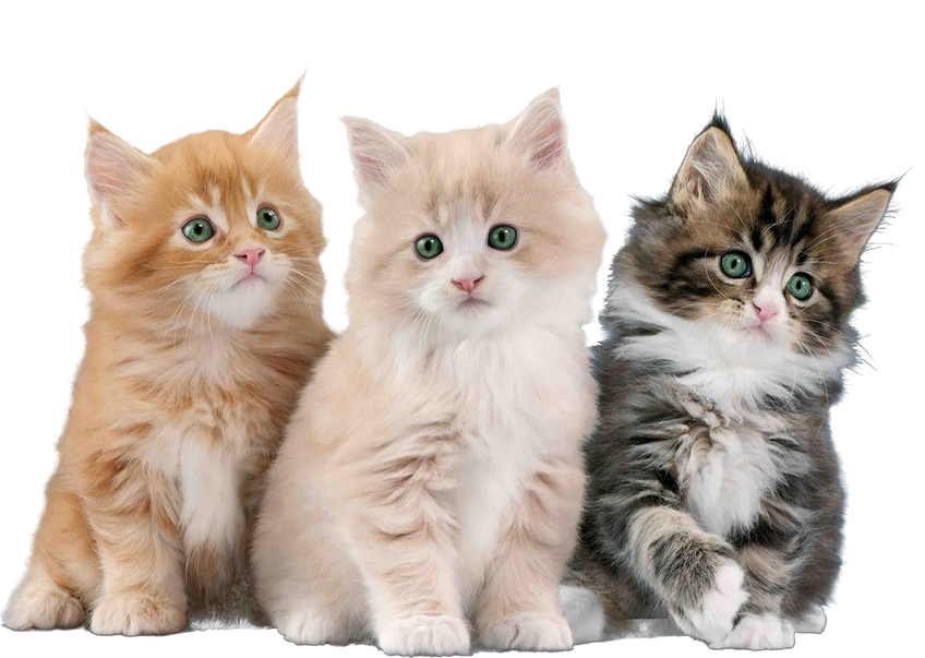 Three Kitten Png Images Full HD