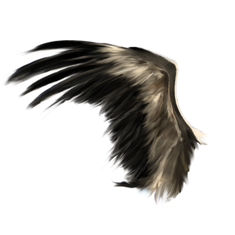 Transparent Black Wings PNG Images HD