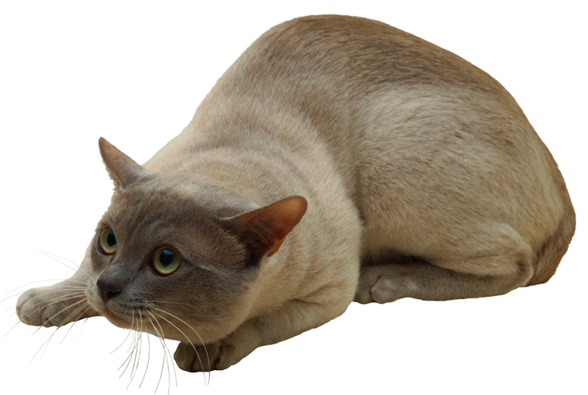 Transparent Cat PNG Download For Editing