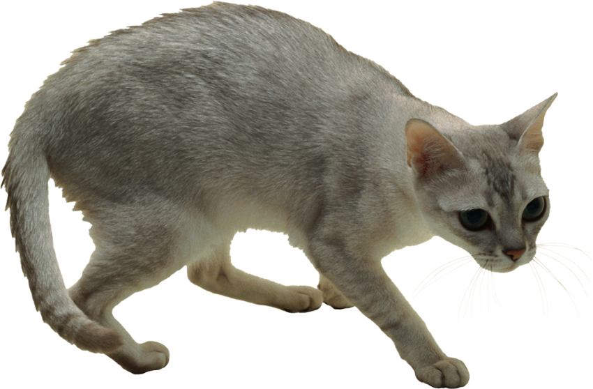 Transparent Cat PNG Download Free