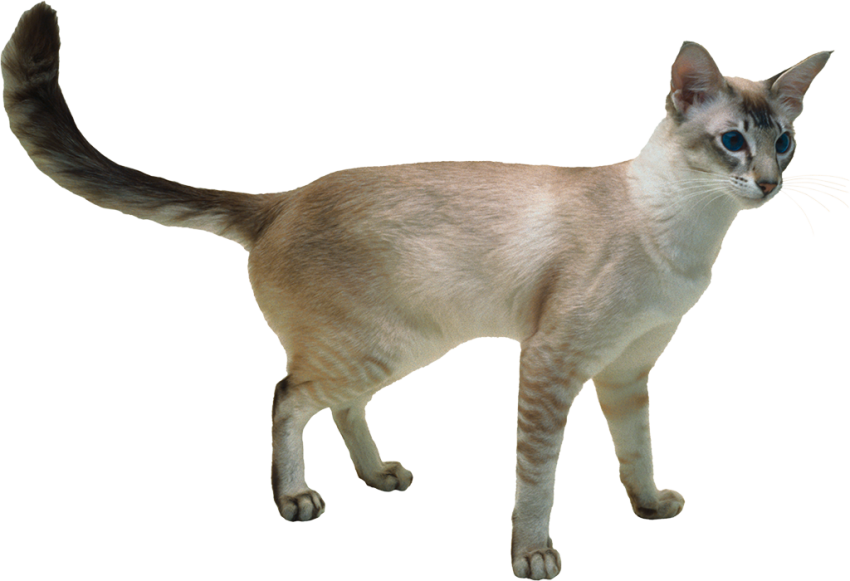 Transparent Cat PNG Download Full HD