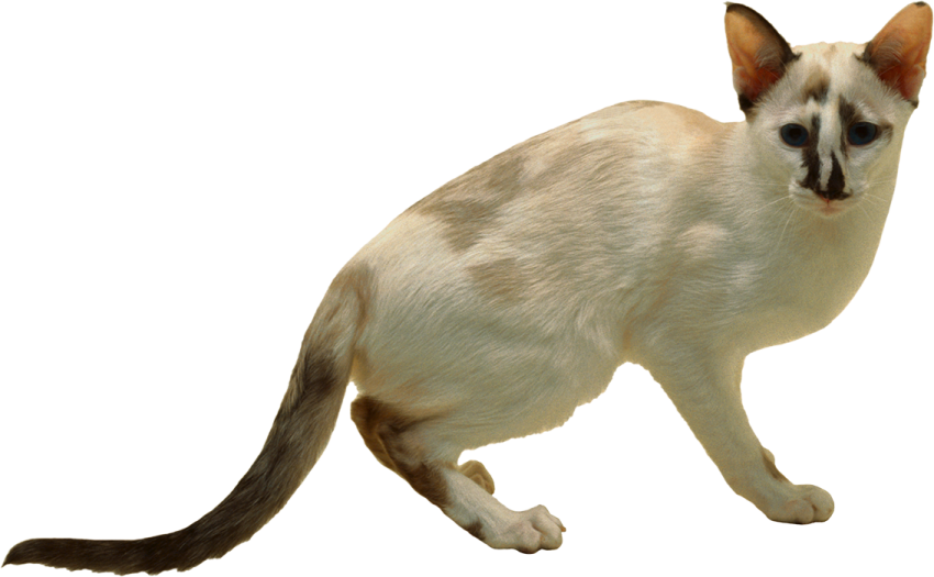 Transparent Cat PNG Download Hd