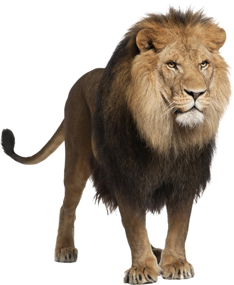 Transparent Lion Png Images HD Download
