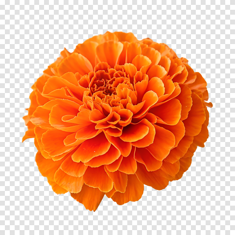 Transparent Marigold Flowers Image Png