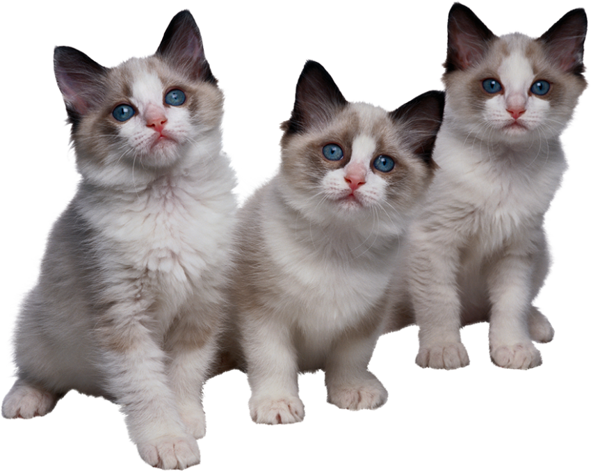 Tree Cute Baby Cat PNG Download