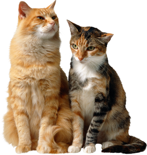 Two Best Cat Sitting Front View PNG