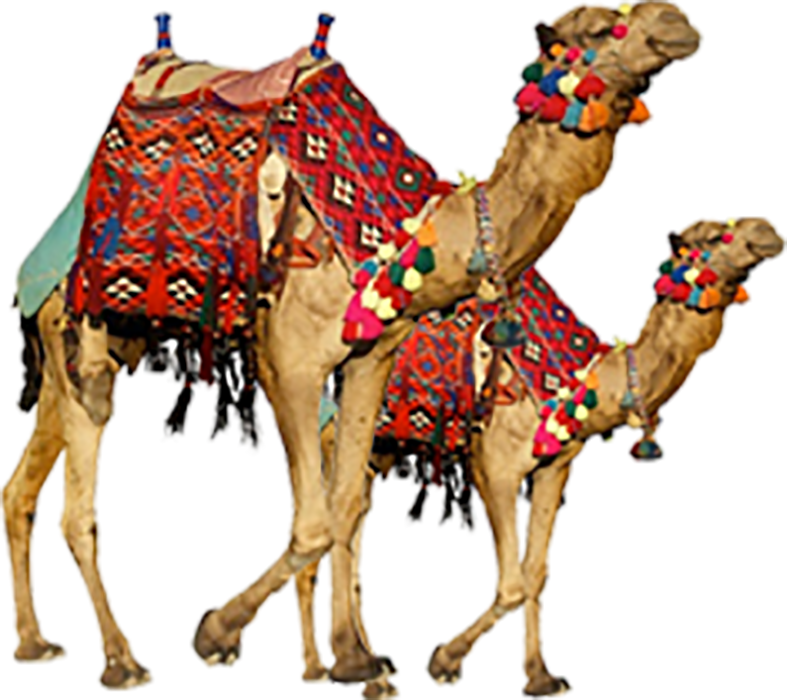 Two Camel PNG Images Download HD